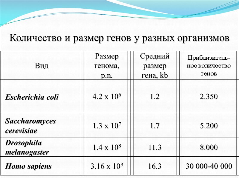 Количество и размер генов у разных организмов